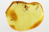 Detailed Fossil Daddy Long-Leg w/ Large Eyes in Baltic Amber #343237-1